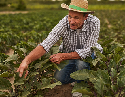 Hombre con sombrero revisando plantas en un campo, vestido con camisa de cuadros y jeans, entorno verde.